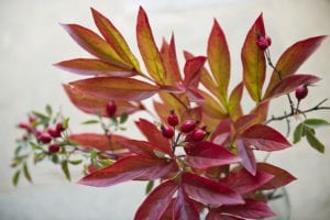 Autumn flower arranging